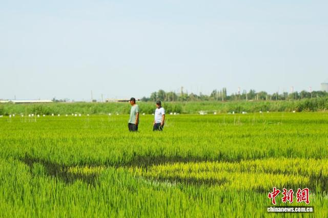 7月25日，在乌鲁木齐市米东区羊毛工镇新建村稻田里，当地村民查看水稻长势。 苟继鹏 摄