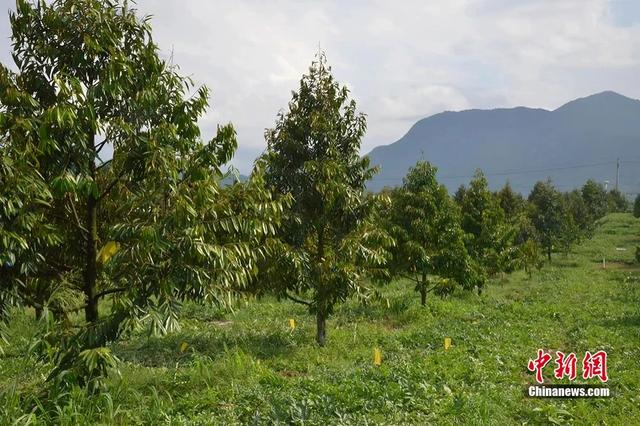 资料图：三亚育才生态区的榴莲种植基地，精细化管理、“吃”上海鲜的榴莲树长势喜人。张月和 摄