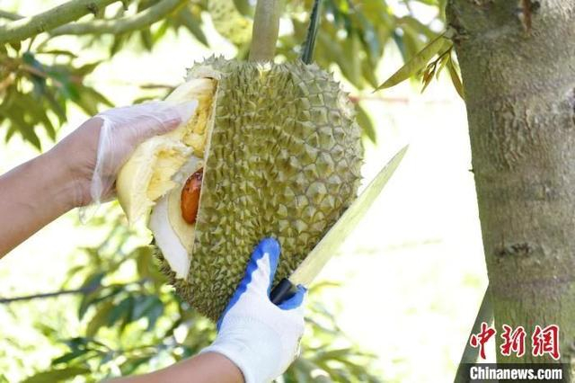 2023年8月16日，三亚市育才生态区种植的榴莲进入尾果期，图为工作人员现场开榴莲。张月和摄