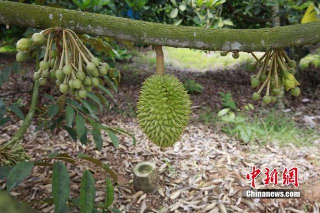 资料图：海南省保亭黎族苗族自治县一种植基地的榴莲树开始挂果。 王晓斌 摄