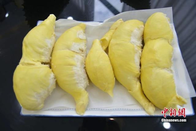 资料图：三亚“树上熟”榴莲果肉。张月和 摄