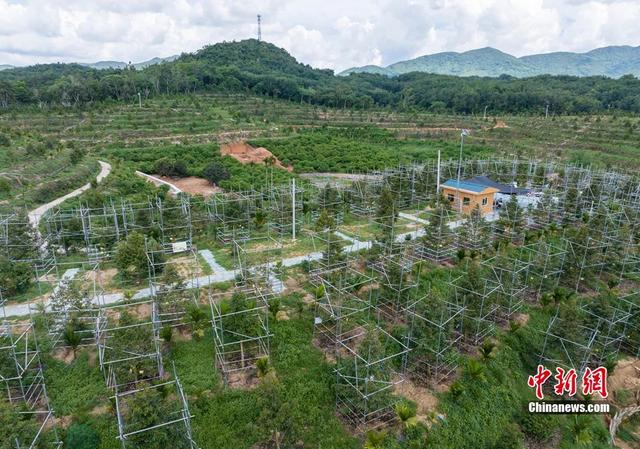 2023年6月17日，航拍位于海南省三亚市育才生态区的榴莲种植基地。骆云飞 摄