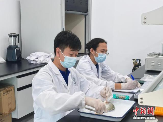 2025年7月，中山大学海洋科学学院“‘兴’有渔力”实践团在珠海市金湾区红旗镇开展科技支农实践活动。 记者 张璐 摄