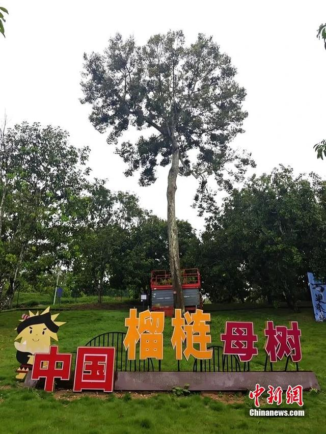 资料图：七仙岭全球热带水果博览中心内的榴莲母树。张月和 摄