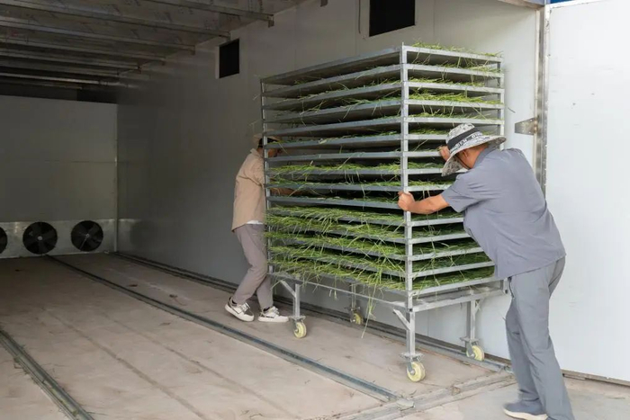   7月17日，定西市漳县辉丰草业有限公司的工人向烘干车间运送猫尾草。新华社记者 刘克英 摄