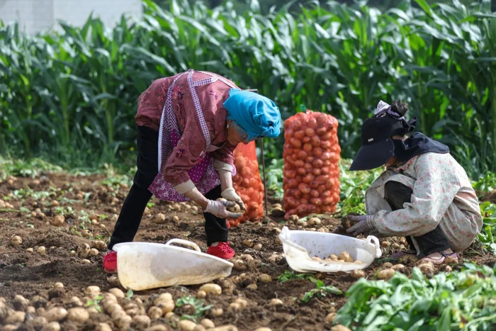 ▲7月，村民们正在地里采挖新鲜土豆。付兴华|摄