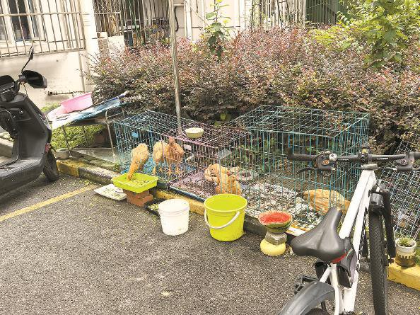             俞三小区公共区域有人养家禽 本版摄影  雷楠杨          