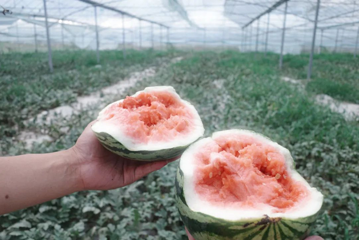▲ 弹前西瓜 摄影：刘艾菁
