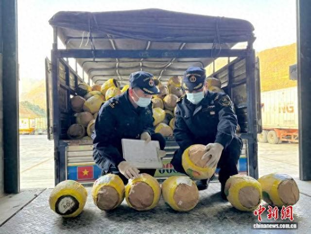 海关关员在天保口岸对进口越南菠萝蜜进行查验。万应超 摄