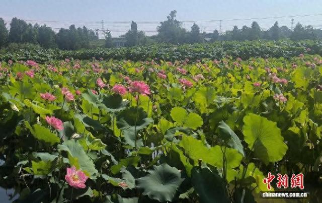 图为重庆市大足区雅荷湿地。青子新 摄
