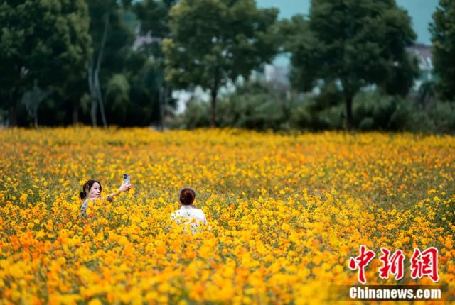 荻浦花海吸引游客拍照留念。桐庐县委宣传部 供图