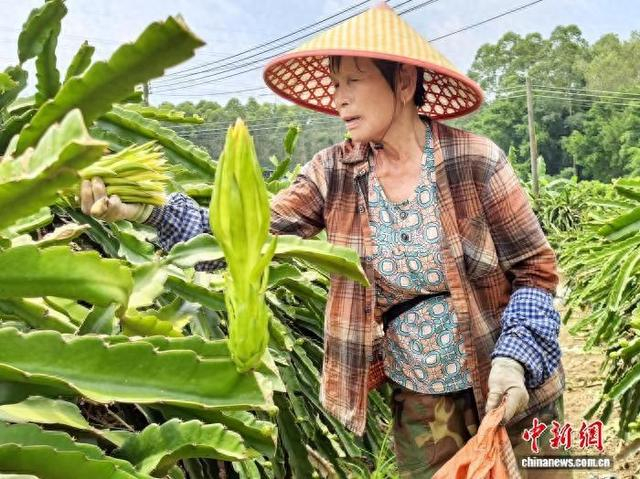7月19日，广东台山市，冲蒌镇三和村东山岭霸王花种植基地的工人在采摘鲜花苞。李晓春 摄