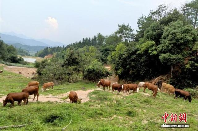 图为崇仁县相山镇山斜村黄牛养殖基地。崇仁县委统战部供图