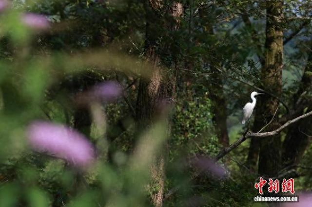 7月10日，浙江丽水九龙国家湿地公园，一只白鹭在枝头停留。 孙杨洋 摄