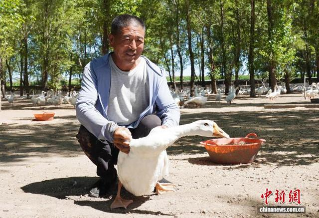 东升村养殖户王力抓住一只鹅向记者展示。 王凯 摄