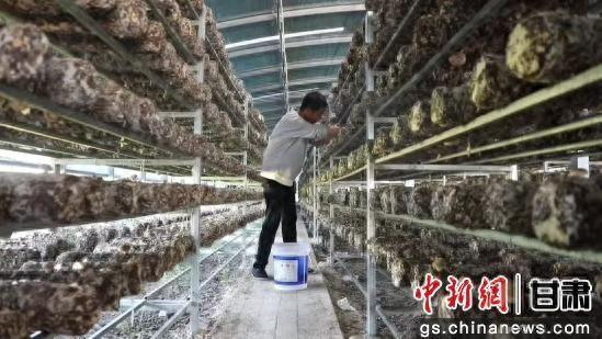 图为种植户采摘香菇。