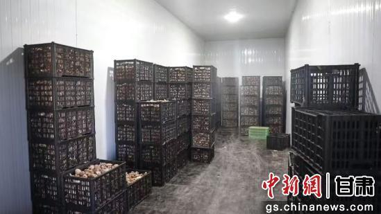 图为冷库中存放的香菇。