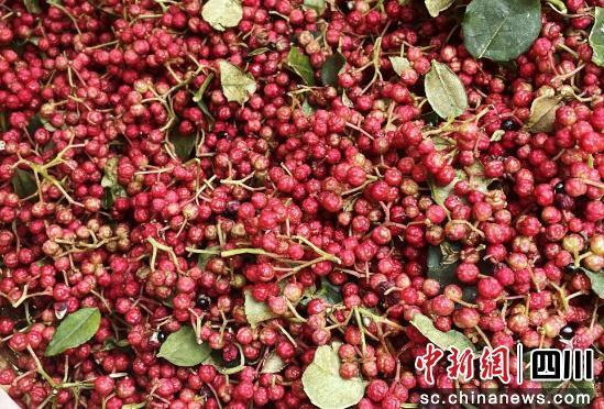 茂县“大红袍”花椒。茂县县委宣传部 供图