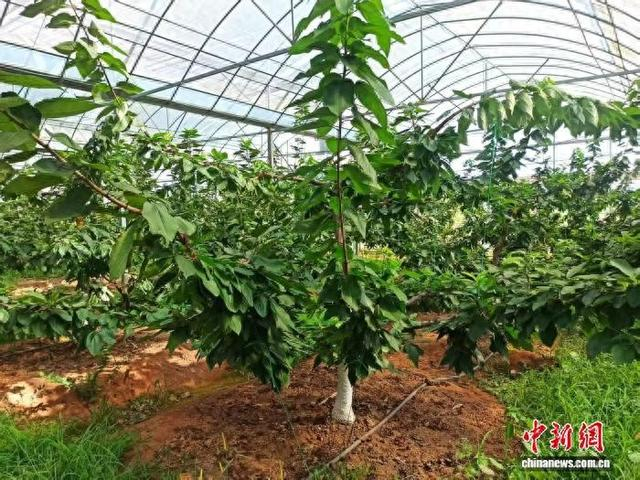 图为宜黄县现代农业产业园内，长势良好的樱桃树。受访者供图