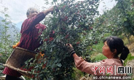 “大红袍”花椒采摘现场。茂县县委宣传部 供图
