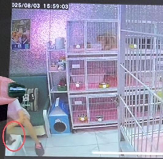 事发店猫咖发布监控视频（图源：宝盈猫咖视频截图）