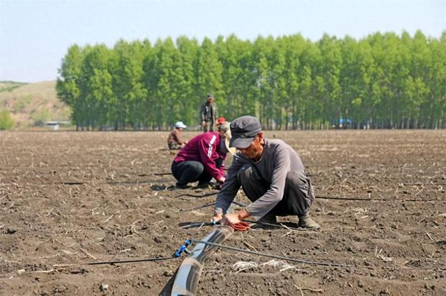 扎兰屯市成吉思汗镇河口村农民铺设安装浅埋滴灌水肥一体化供水管。（资料图）