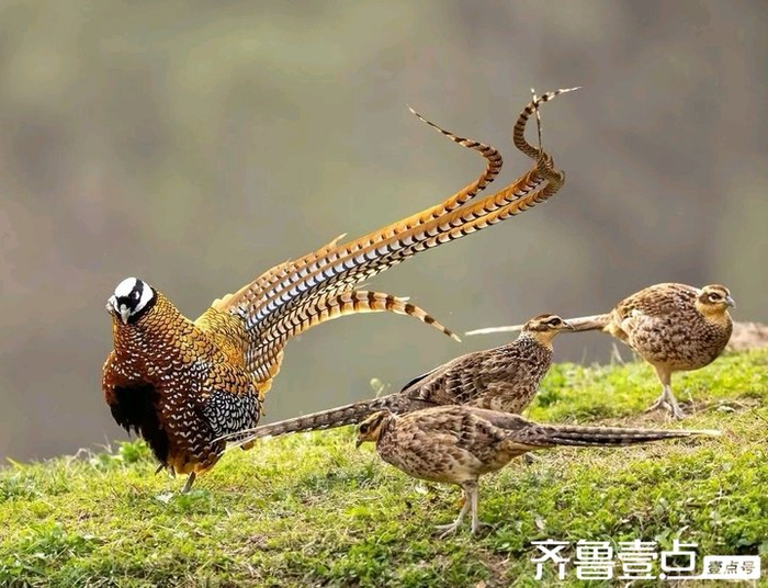 白冠长尾雉,藏在山林里的 "凤凰真身"