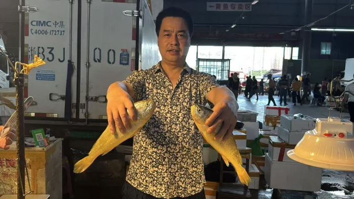 经营户展示刚捕捞上岸的黄鱼。记者 周晖/摄