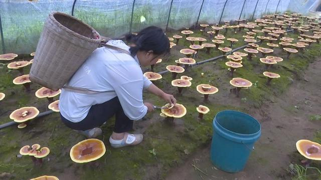 种植灵芝，发展林下经济。受访者供图
