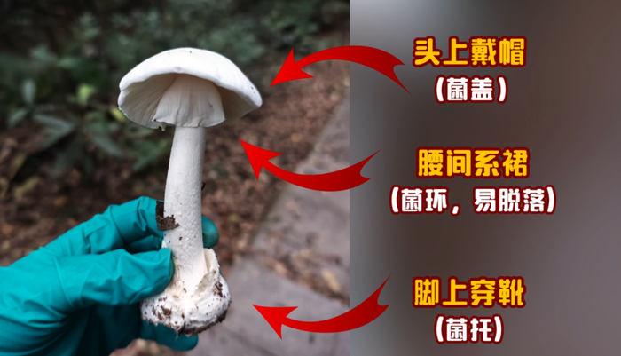 △致命鹅膏 图源：深圳龙岗疾控