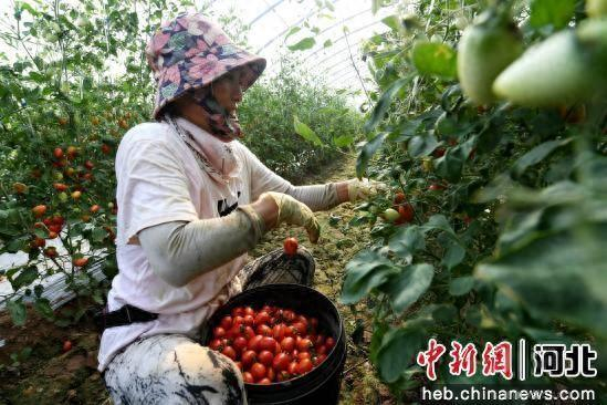 村民在采摘樱桃西红柿。 崔贤飞 摄