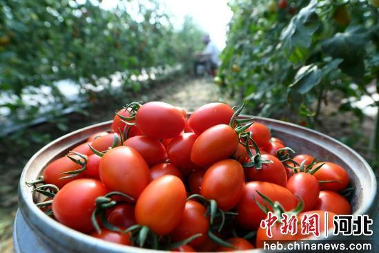 村民刚采摘的樱桃西红柿。 崔贤飞 摄
