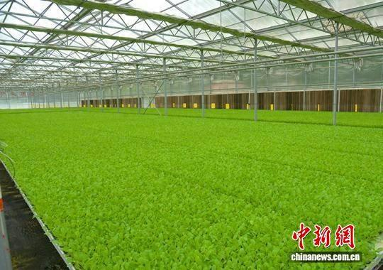山西长治上党区晓峰蔬菜购销专业合作社育苗基地，各类蔬菜秧苗整齐排列，绿意盎然。 赵彦杰 摄