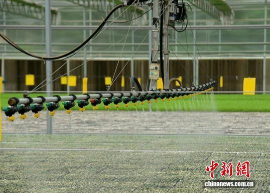 该合作社一年能培育西兰花、水果玉米等各类蔬菜秧苗3茬到4茬，每茬大约育苗3万余盘。 赵彦杰 摄