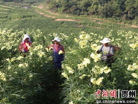 图为村民在采收黄蜀葵花。