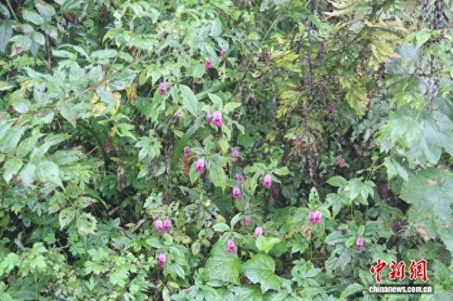 眉山凤仙花生境照。四川省生态环境监测总站供图