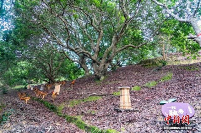 近日，仙居古杨梅群复合种养系统一景。仙居县委宣传部供图