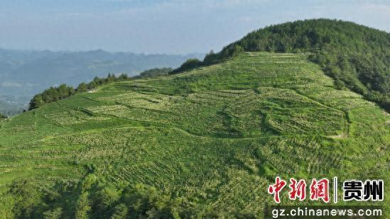 图为黄蜀葵种植基地。