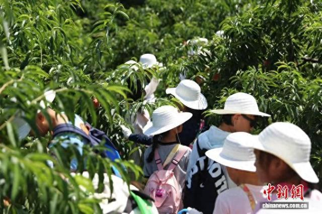 近日，小朋友在研学活动中摘桃子。莲都区委宣传部供图