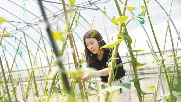             沈燕燕在大棚内劳作  受访者供图          