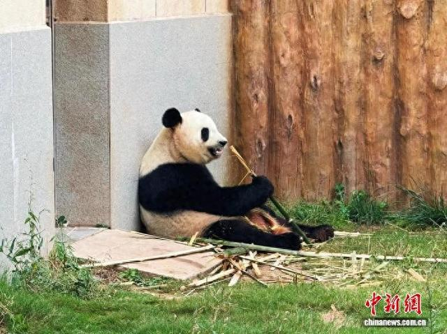 2025年8月，陕西佛坪的秦岭大熊猫正在进食。李一璠 摄