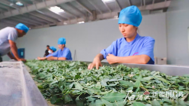 6月29日，工人在尉犁县罗布麻茶蜜有限公司生产车间作业。汪志鹏摄