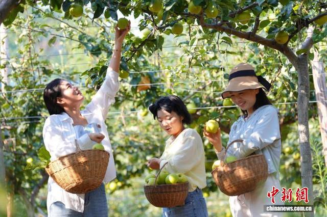 游客在土店子村的梨园里体验采摘。焦国斌 摄
