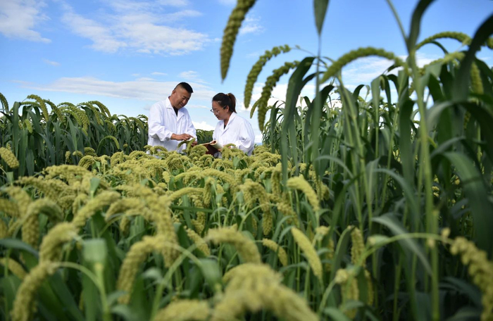 河北省张家口市宣化区农业技术员查看“张杂谷”制种田谷子长势