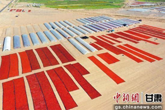 图为玉门市枸杞晾晒基地。 玉门市委宣传部供图