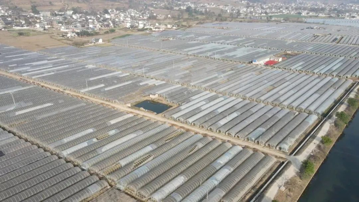 位于保山市施甸县仁和镇查邑社区的蔬菜大棚。图源：“保山发布”微信公众号