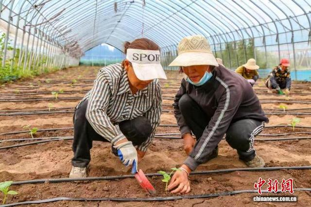 村民分工协作，熟练地将一株株贝贝南瓜苗栽种在地里。 文环 摄