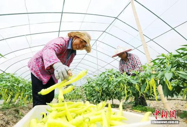 遂昌县高坪乡高坪村大棚蔬菜采摘。章建辉 摄