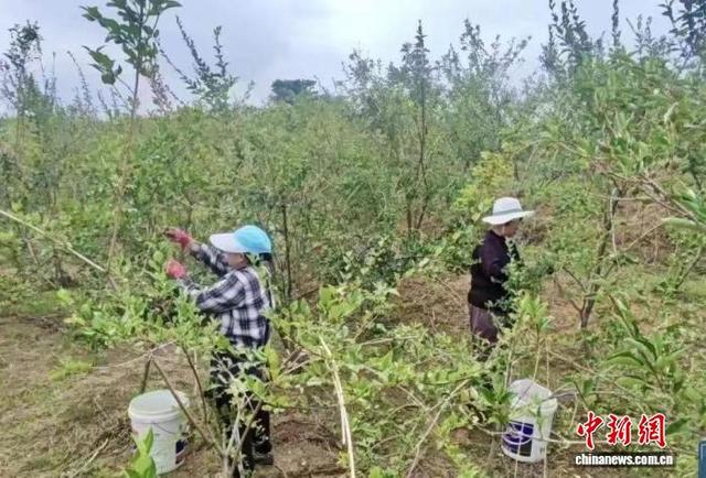 三三两两的村民穿梭田间，熟练地采摘连翘。 王新楠 摄