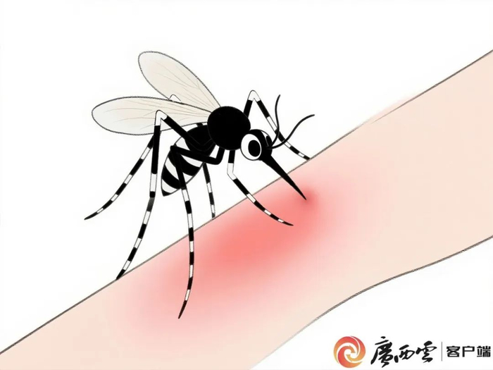 ▲伊蚊叮人。广西云-广西日报记者 古秀芳绘制